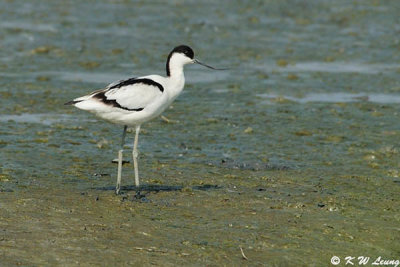 Pied Avocet 04