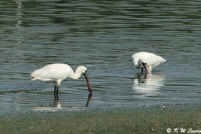 Black-faced Spoonbill 01