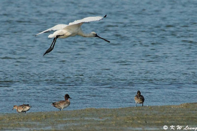 Black-faced Spoonbill 07