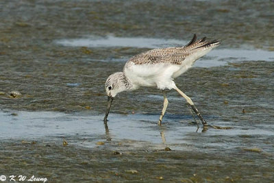 Common Greenshank (青腳鷸)