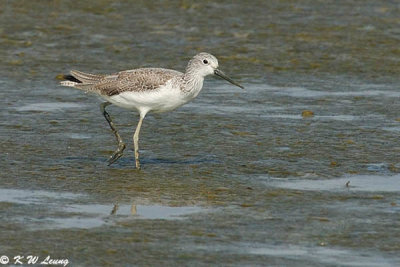 Common Greenshank DSC_0959