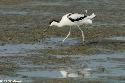 Pied Avocet 06