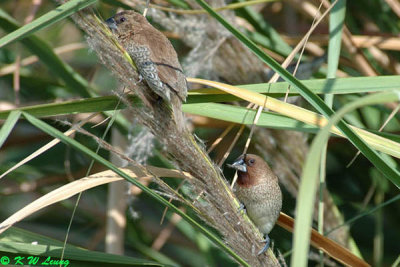 Scaly-breasted Munia 04