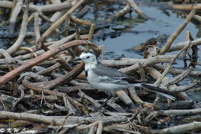 White Wagtail DSC_0200