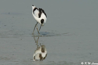 Pied Avocet 11