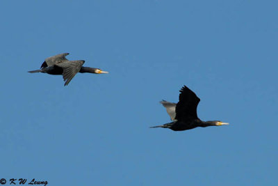 Cormorant DSC_1120