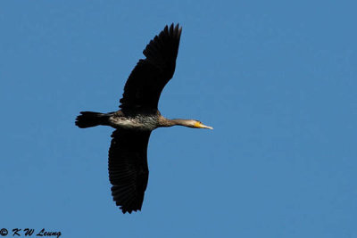 Cormorant (鸕鶿)