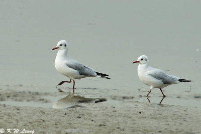 Black-headed Gulls