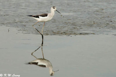 Black-winged Stilt DSC_2196