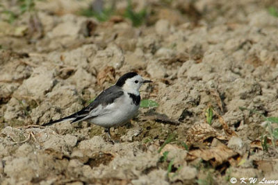 White Wagtail DSC_2701