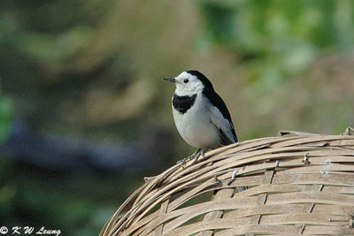 White Wagtail DSC_2710