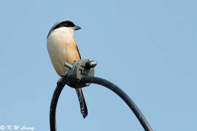 Long-tailed Shrike (棕背伯勞)