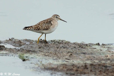 Marsh Sandpiper (小青足鹬)