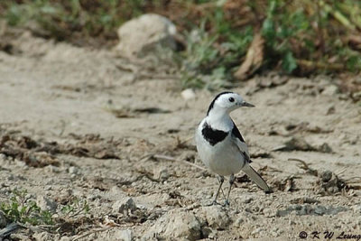 White Wagtail DSC_2711