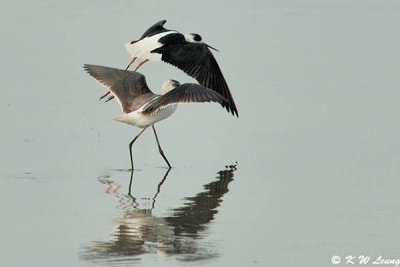 Black-winged Stilt DSC_2173