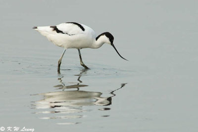 Pied Avocet 17