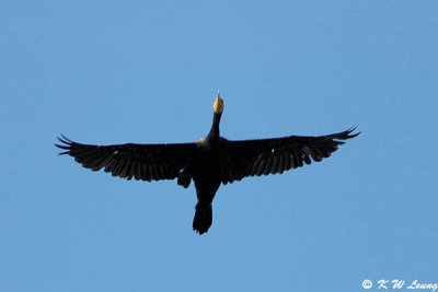 Cormorant DSC_1075