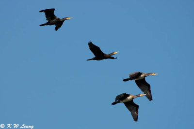 Cormorant DSC_1082