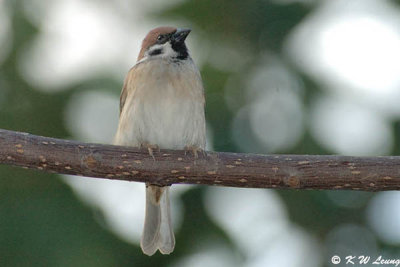 Eurasian Tree Sparrow DSC_3710