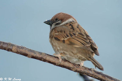Eurasian Tree Sparrow DSC_3718