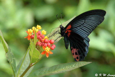 Papilio memnon DSC_3782