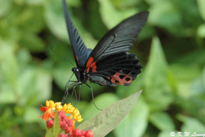 Papilio memnon DSC_3784