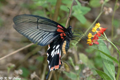 Papilio memnon DSC_4756
