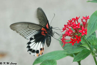 Papilio memnon DSC_5025
