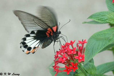 Papilio memnon DSC_5027