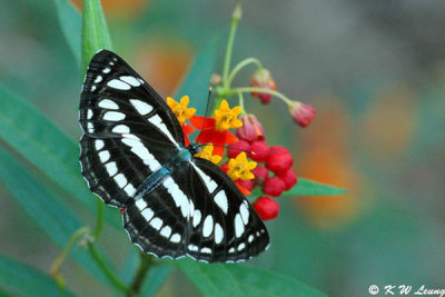 Neptis hylas papaja DSC_5380