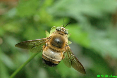 Chinese Carpenter Bee DSC_5429