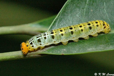 Larva of Bibasis gomata