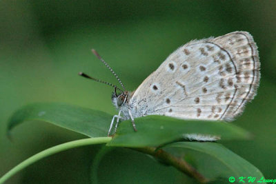 Zizeeria maha DSC_6087