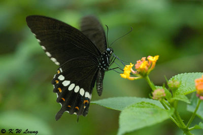 Papilio polytes DSC_6113