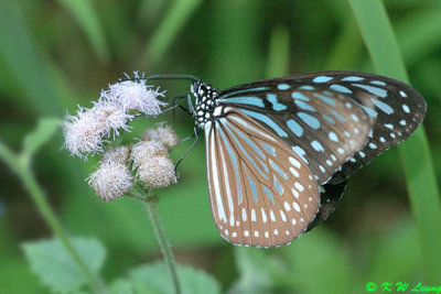 Ideopsis similis DSC_6772