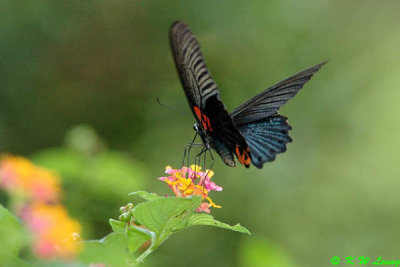 Papilio memnon DSC_6912