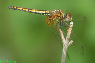 Trithemis aurora DSC_7022