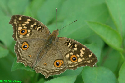 Junonia lemonias DSC_7033