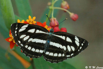 Neptis hylas papaja DSC_5390