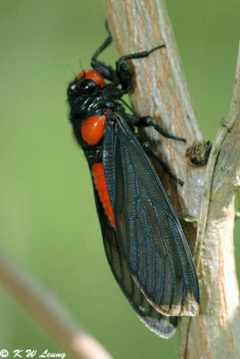 Red-nosed Cicada 02