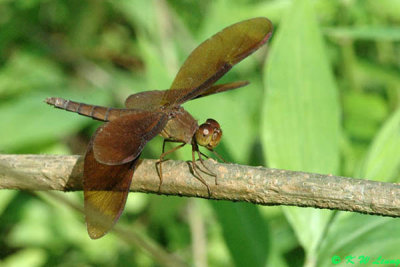 Neurothemis fulvia DSC_7583