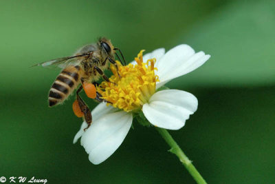 Honeybee DSC_7912
