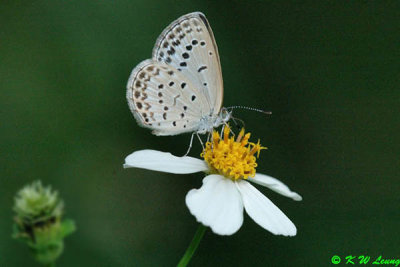 Zizeeria maha DSC_7852