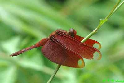 Neurothemis fulvia DSC_7710