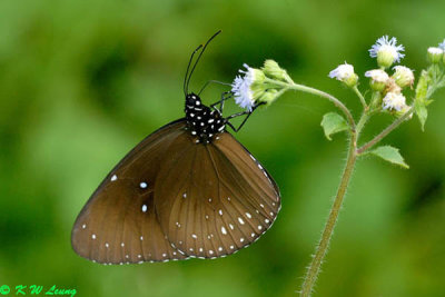 Euploea midamus DSC_0361
