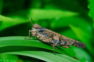 Grasshopper DSC_0659