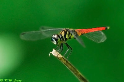 Lyriothemis elegantissima