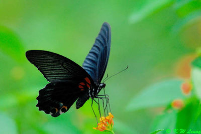 Papilio memnon DSC_1115