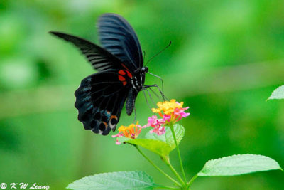 Papilio memnon DSC_1147