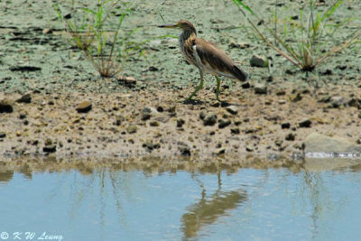 Chinese Pond Heron DSC_2414